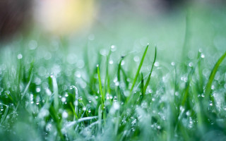 Grass water droplets bokeh macro - a close up of grass free wallpaper