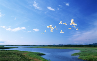 Flock birds over river green - a lush green field free wallpaper