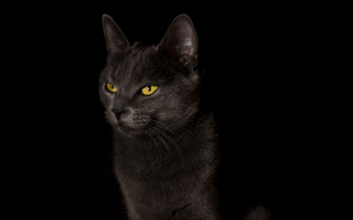 Black cat yellow eyes serious 11 - grey background free wallpaper for desktop