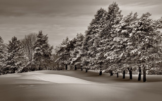 Snowy forest bench monochrome winter - a cloudy sky in the background free wallpaper for desktop