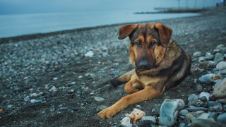 Dog rocky beach ocean blue 2 - a rocky beach next free wallpaper