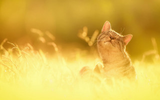 Cat in grass sunset orange - closed free wallpaper