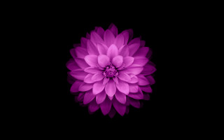 Purple flower dark background black 3 - a white center free wallpaper