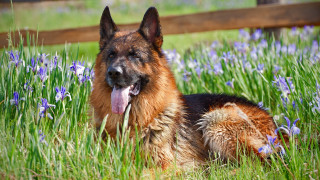 Dog grass bluebells outdoor animal - tongue free wallpaper