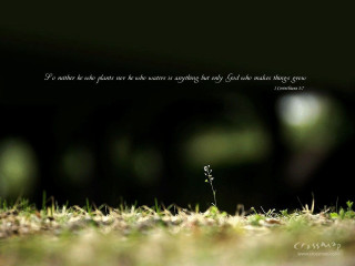 Small plant growing grass quote - plain background free wallpaper