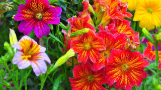 Garden flower field impressionist blurry - one flower in the middle of the picture free wallpaper