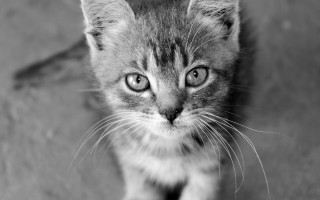 Sad kitten looking up black - a small kitten free wallpaper for desktop