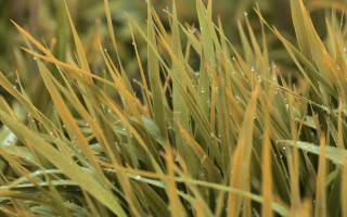 Water droplets grass blur nature - a close up of a grass free wallpaper