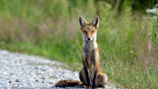 Curious fox on gravel road - a gravel road next free wallpaper