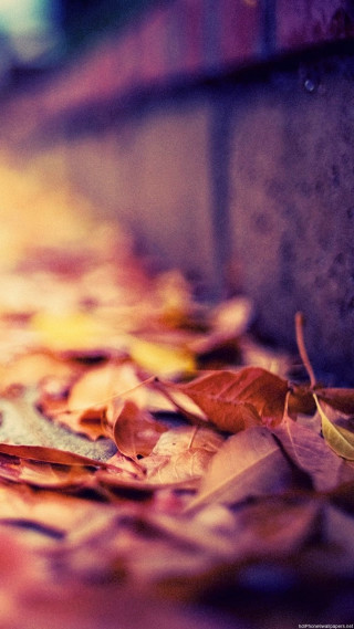 Leaf ground brick wall yellow - free autumn wallpaper for mobile