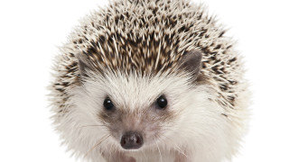 Hedgehog funny look white background - a hedgehog free wallpaper
