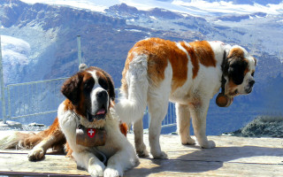 Mountain dogs wooden platform snowy - symmetric free wallpaper