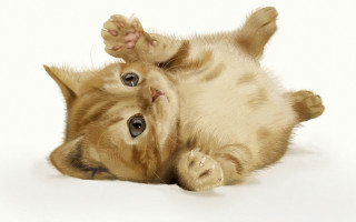 Cat on back paws ground - its back leg free wallpaper