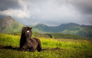 Horse field mountains clouds nature - a horse free wallpaper