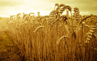 Wheat field sunset sky sepia - a field of wheat free wallpaper