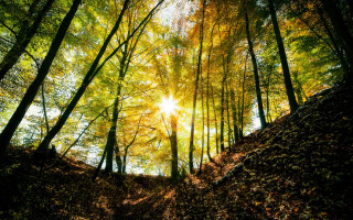 Sunshine forest leaves path nature - a path free wallpaper