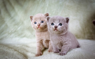 Kittens surprised blue eyes blurry - their face free wallpaper