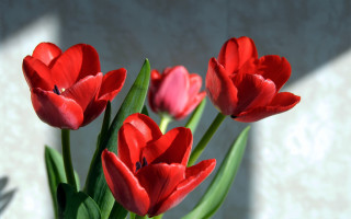 Vase red flowers table wall - red flower free wallpaper
