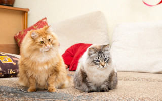 Two cats bed pillows blue - one cat free wallpaper for desktop