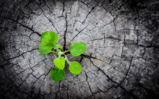Tree stump green plant honeycomb - center piece free wallpaper for desktop