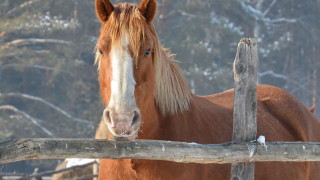 Horse fence snow forest detailed - facial feature free wallpaper