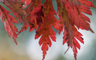 Red leafy branch autumn blurry - andy goldsworthy free wallpaper