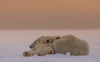 Polar bears hugging snow art 2 - two polar bear free wallpaper