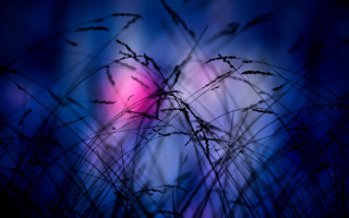 Blurry plant background lights moon - a blurry image free wallpaper for desktop