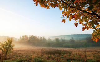 Autumn foggy sky tree leaves - a foggy sky in the background free wallpaper for desktop