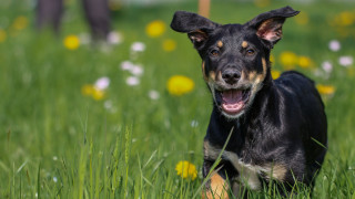 Dog grass open mouth reindeer - a person in the background free wallpaper