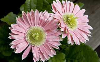 Pink flowers leaves wooden surface - green center free wallpaper