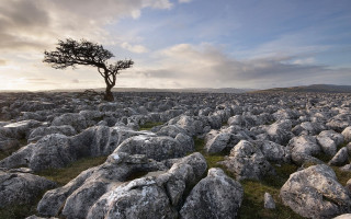 Lone tree rocks grass cloudy - the rock free wallpaper