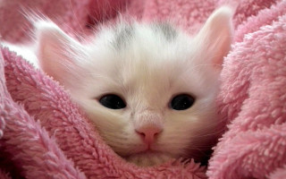 White kitten peeking pink blanket - a pink blanket free wallpaper