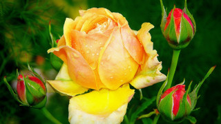 Yellow rose red tips water - anne dunn free wallpaper