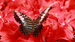 Butterfly flower red background macro - anne nasmyth free wallpaper for desktop
