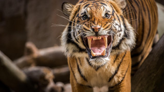 Tiger open mouth sumatraism wildlife - a tiger free wallpaper for desktop