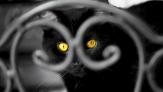 Black cat yellow eyes fence - symmetrical eye free wallpaper