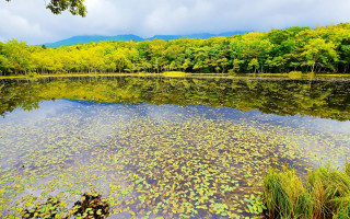 Lake trees water lilies cloudy - a few cloud free wallpaper for desktop