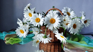 Basket white flowers table blue - a blue cloth free wallpaper
