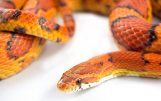 Snake black stripe cobra puzzle - a black stripe free wallpaper