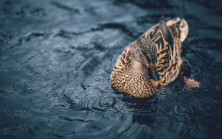 Duck floating water dark ripples - a dark surface free wallpaper