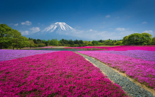 Flower field mountain path blue - aya goda free wallpaper for desktop