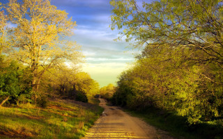 Dirt road trees grass sunny - blue sky in the background free wallpaper