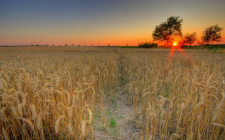 Wheat field sunset tree trail - heavy grain free wallpaper for desktop