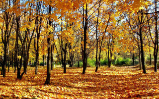 Autumn leaves forest fire fence - yellow leaf free wallpaper