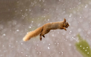 Squirrel flying snow aurora impressionist - a squirrel free wallpaper
