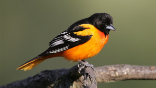 Orange black bird on branch - feather free wallpaper