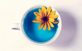 Yellow flower blue cup water - saturated free wallpaper