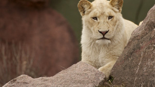 White lion rock bear shiba - a large rock formation free wallpaper