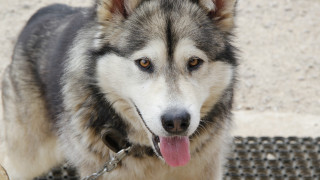 Dog chain shiba inu tongue - mouth free wallpaper